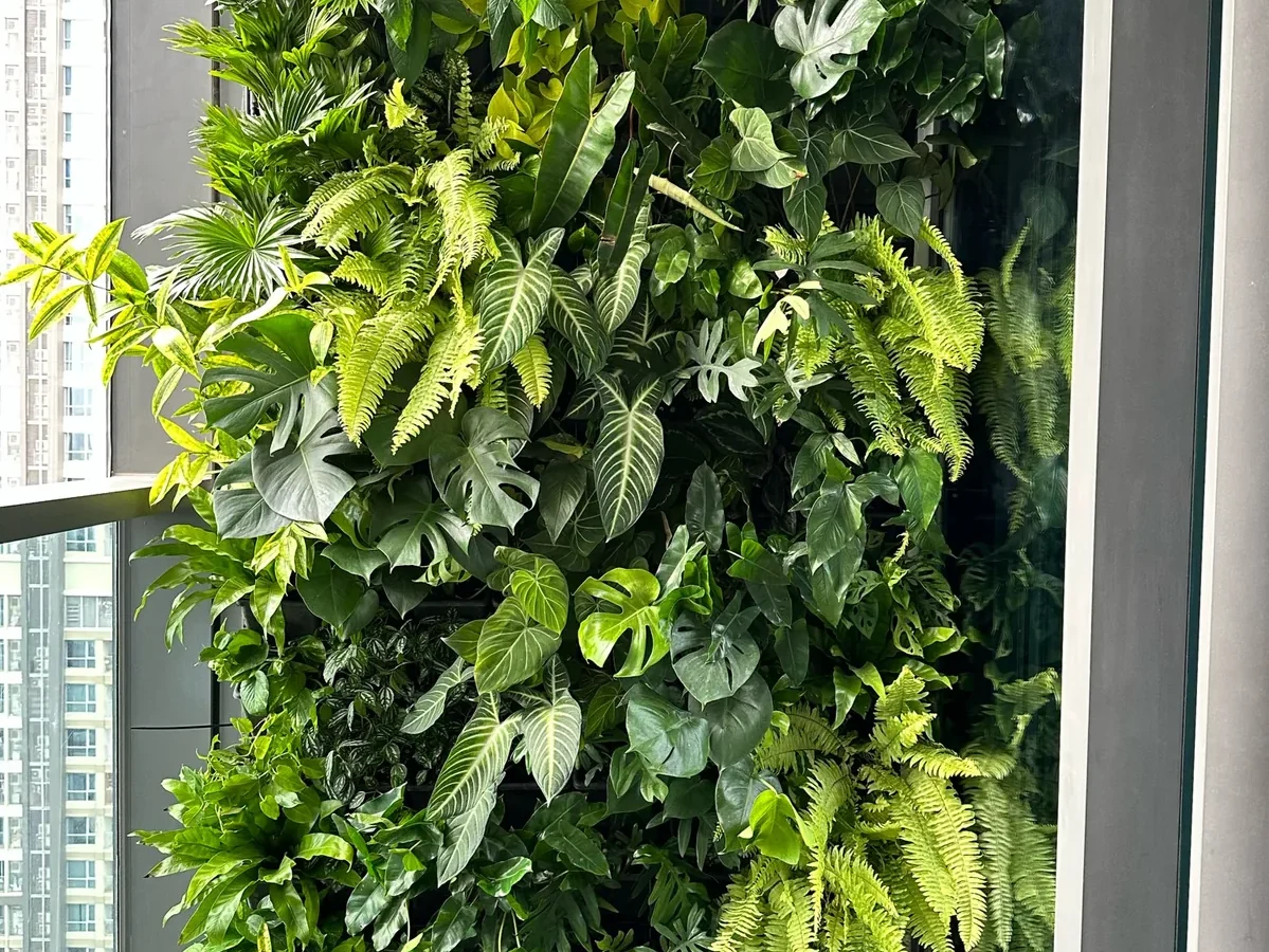 Tường cây ban công chung cư cao tầng TP.HCM với monstera và dương xỉ, hệ module hộc nhựa