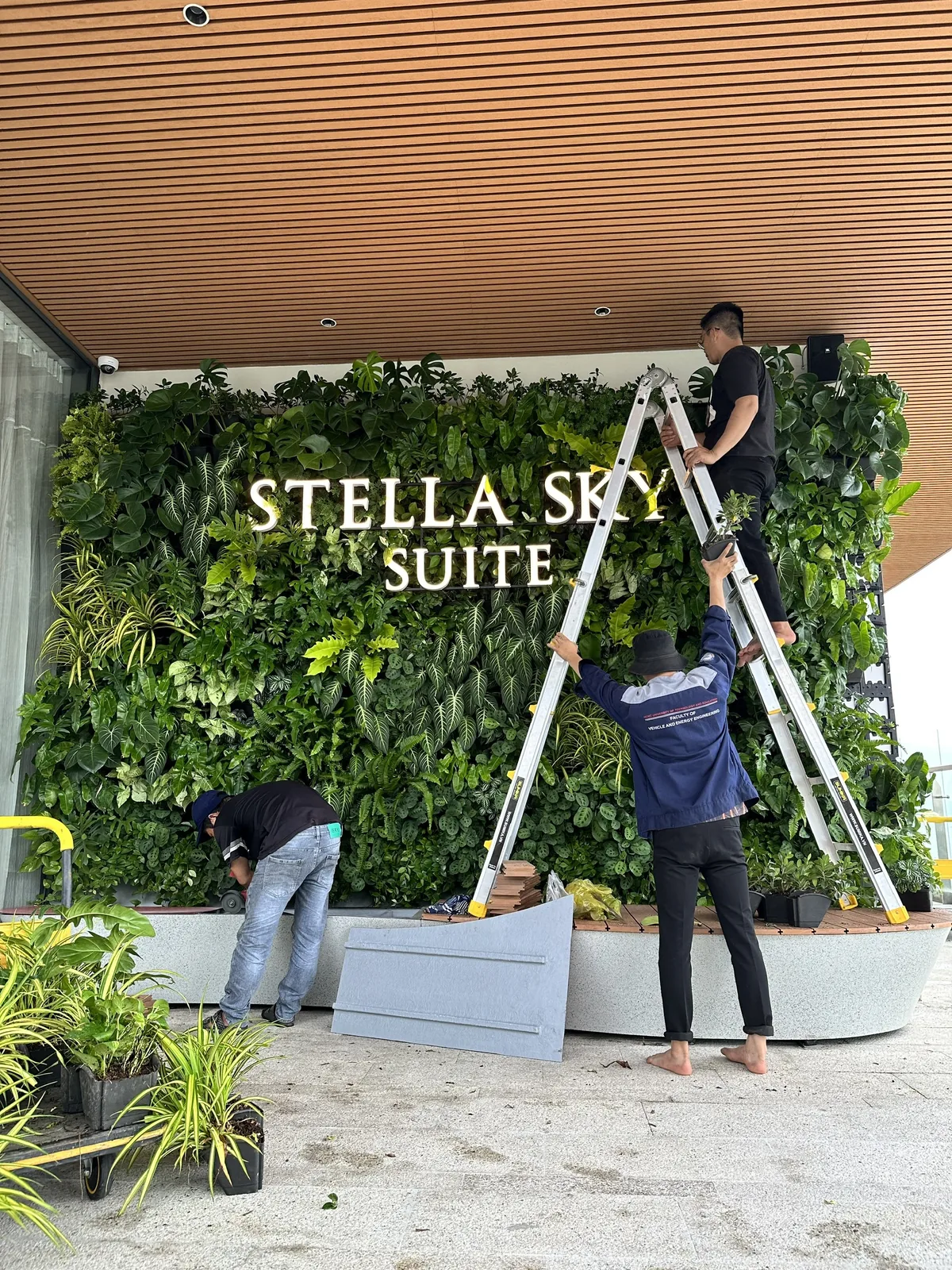lắp cây lên tường cây President Suite Stella Sky Suite