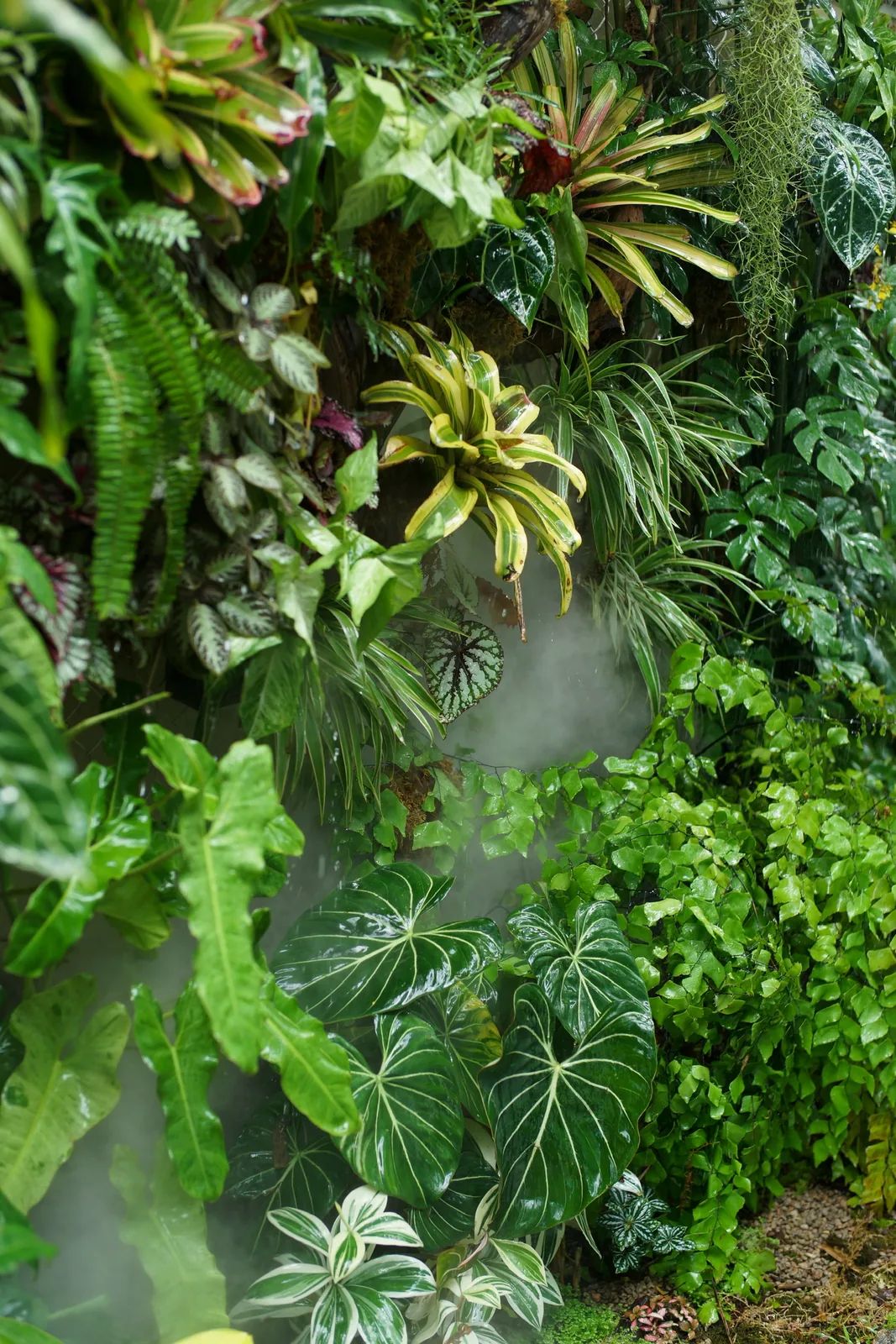 Epiphytes attached within hollows of the Xuan Thuy Villa driftwood wall