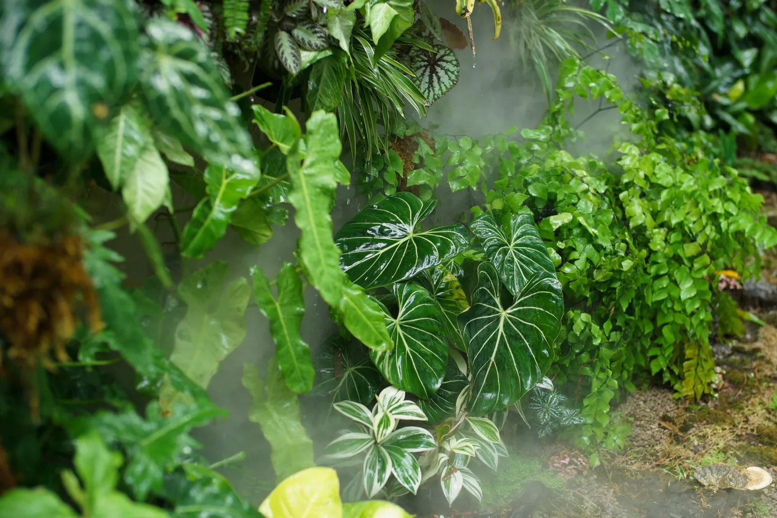 Angled view showing depth across the tropical driftwood green wall